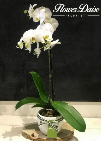 Melinda Phalaenopsis Plant Plant in Ceramic Container