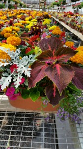 Memorial Day French Garden