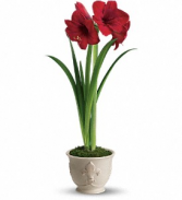 Merry Amaryllis