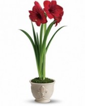 Merry Amaryllis House Plant