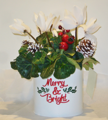 MERRY AND BRIGHT CYCLAMEN Indoor Blooming Plant