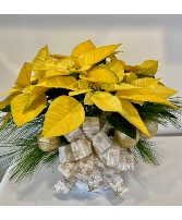 Merry & Bright Poinsettia  Christmas Plant