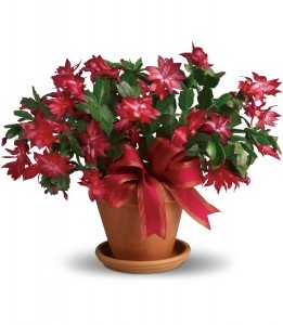 Merry Christmas Cactus H1233A