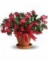 Merry Christmas Cactus House Plant
