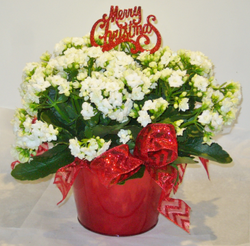 MERRY CHRISTMAS CALENDIVA Indoor Blooming Plant