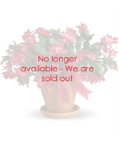 Merry Christmas Cactus The Perfect Living Gift