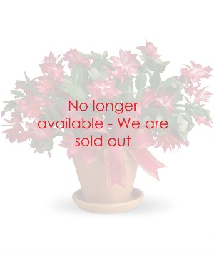 Merry Christmas Cactus The Perfect Living Gift
