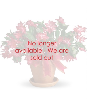 Merry Christmas Cactus The Perfect Living Gift in Arlington, TX | Wilsons in Bloom Merry Christmas Cactus The Perfect Living Gift in Arlington, TX | Wilsons in Bloom