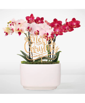 Merry Christmas  Orchid Duo