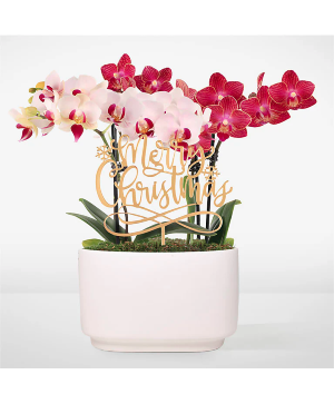Merry Christmas  Orchid Duo