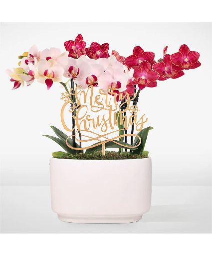Merry Christmas  Orchid Duo