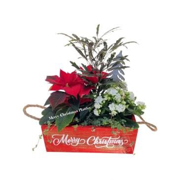 Merry Christmas Planter in Invermere, BC | INSPIRE FLORAL BOUTIQUE Merry Christmas Planter in Invermere, BC | INSPIRE FLORAL BOUTIQUE