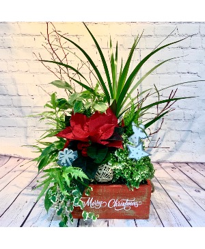 Merry Christmas Planter Tropical Plant