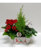Merry Christmas! Seasonal Indoor Planter