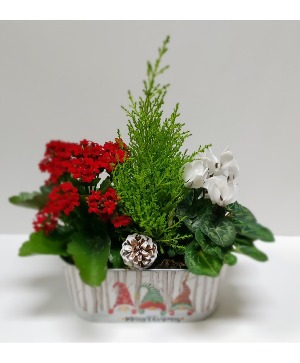 Merry Christmas! Seasonal Indoor Planter