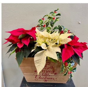 Merry Little Christmas  Poinsettia