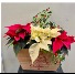 Merry Little Christmas  Poinsettia
