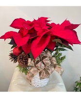 Merry Red Poinsettia Christmas Plant 