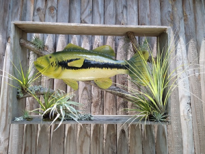 Metal fish displayed in wooden box with Air Plants 