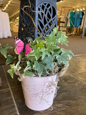 Metal Pail of Greens Plant