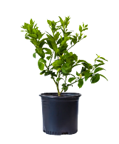 Meyer Lemon Citrus Tree