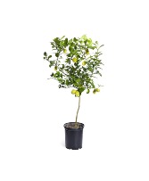 Meyer Lemon Or Mexican Lime Citrus Tree