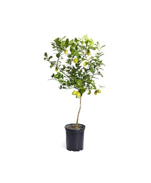 Meyer Lemon Or Mexican Lime Citrus Tree