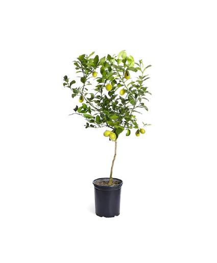 Meyer Lemon Or Mexican Lime Citrus Tree