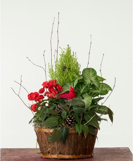 Winter Plant Garden Midway Florist Exclusive