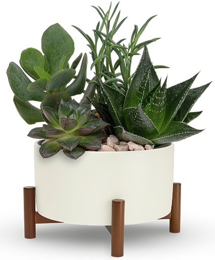 Mid-Century Dish Garden