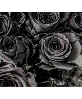 Midnight Elegance Roses