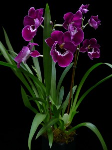 Militonia orchid
