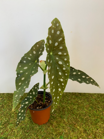  Begonia Maculata (ADD ON)
