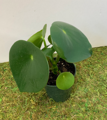 Peperomia Polybotrya - Raindrop ADD ON in Northport, NY | Hengstenberg's Florist