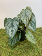  Philodendron Brandi 4 inch pot (ADD ON)