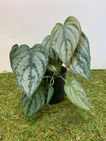  Philodendron Brandi 4 inch pot (ADD ON) in Northport, NY | Hengstenberg's Florist