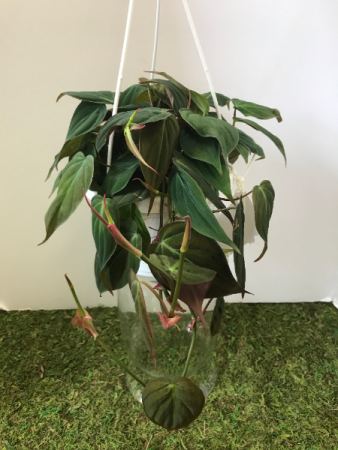  Philodendron Micans  6 inch hanging basket