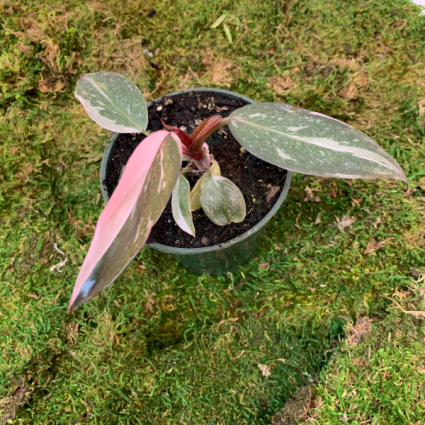  Philodendron Pink Princess 