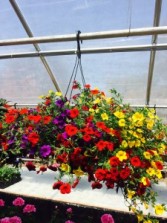 Million Bell Hanging Basket available during the months May-July