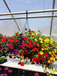 Million Bell Hanging Basket available during the months May-July