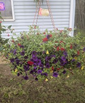 Million Bells Hanging Basket 