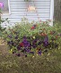 Million Bells Hanging Basket 
