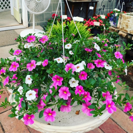 Million Bells Hanging Basket Plant