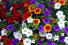 Mixed Petunia Hanging Baskets Mixed colors 