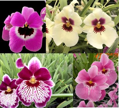 Miltonia Orchid Plant Plant, Orchid, in grower's pot