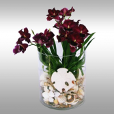 Miltonia Orchid With Seashells 