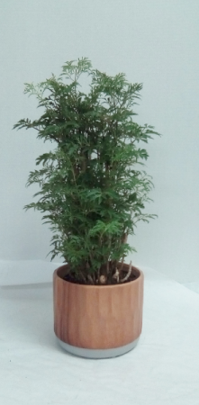 Ming Aralia in Tottenham, ON | TOTTENHAM FLOWERS & GIFTS Ming Aralia in Tottenham, ON | TOTTENHAM FLOWERS & GIFTS