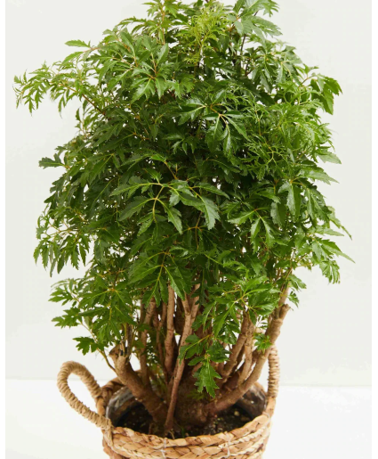 Ming Aralia 