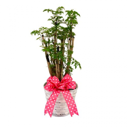 Ming Aralia Polyscias Fruiticosa