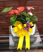 Mini Anthurium 2-Plant Combo Pot House Plant